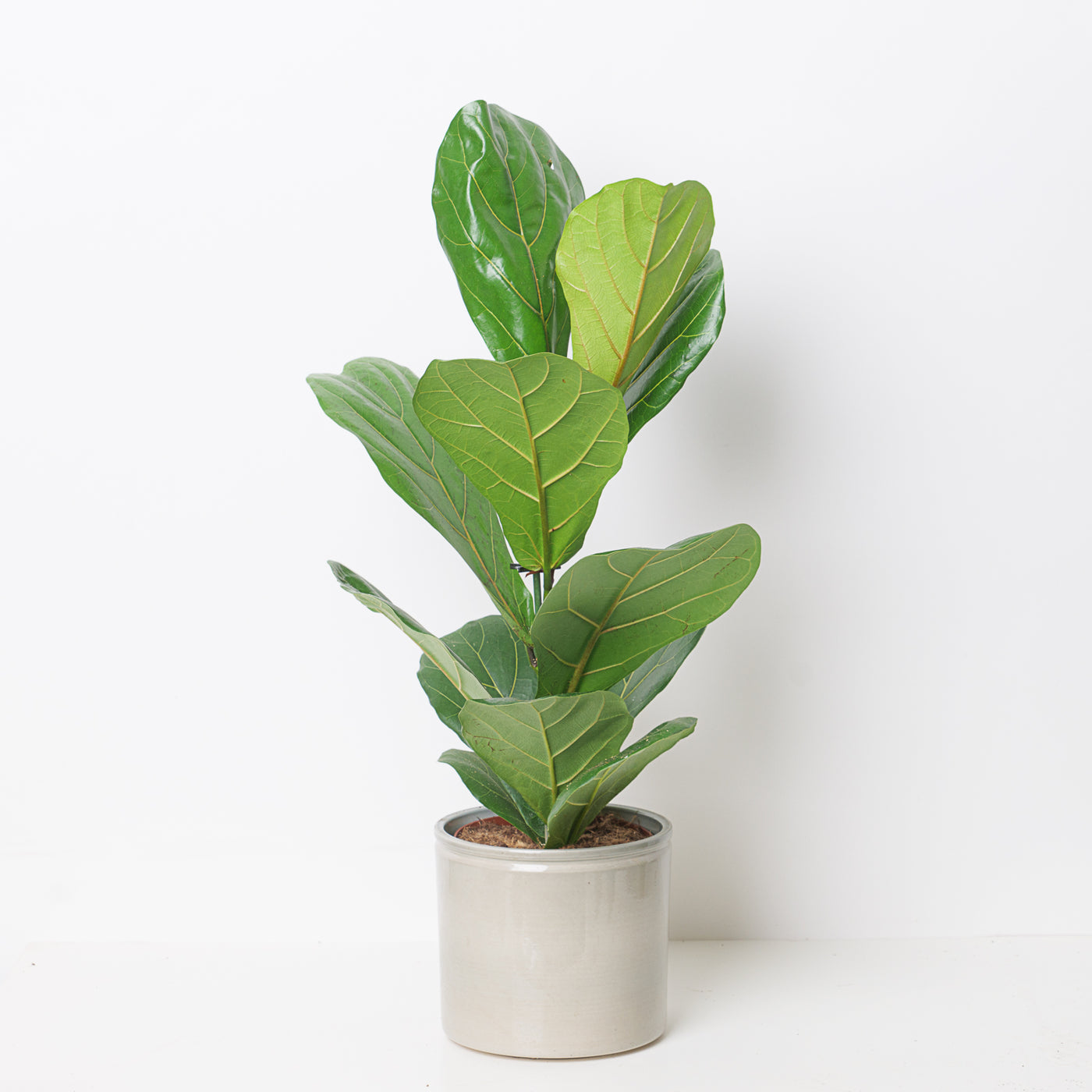 Ficus Lyrata Fiddle Leaf Fig Safe For Cats Fiddle Leaf Fig Tree