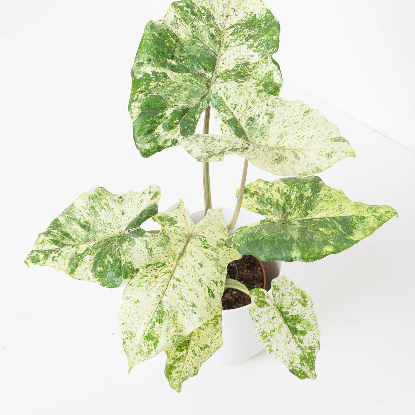 Alocasia macrorrhiza 'Variegated' - House of Kojo