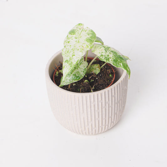 Alocasia macrorrhiza 'Variegated' - House of Kojo