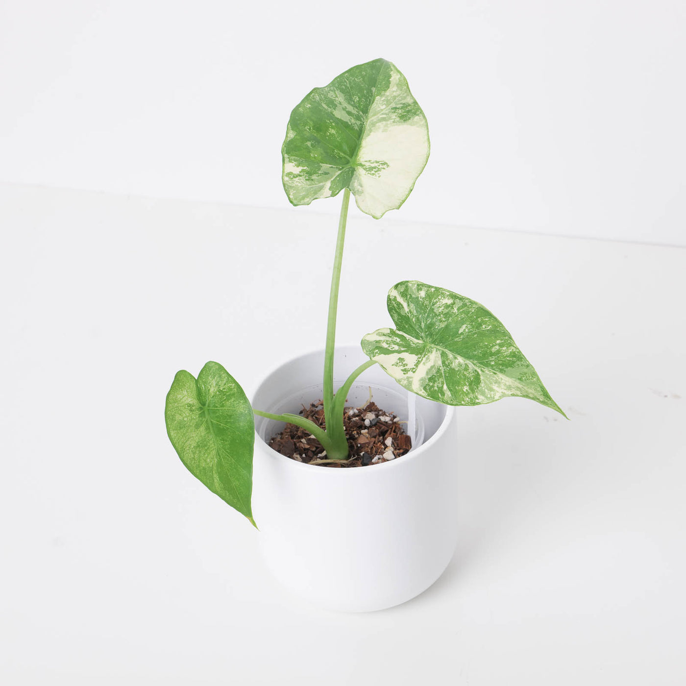 Alocasia macrorrhiza 'Sectoral Variegated' - House of Kojo