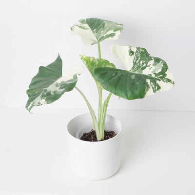 Alocasia macrorrhiza 'Sectoral Variegated' - House of Kojo