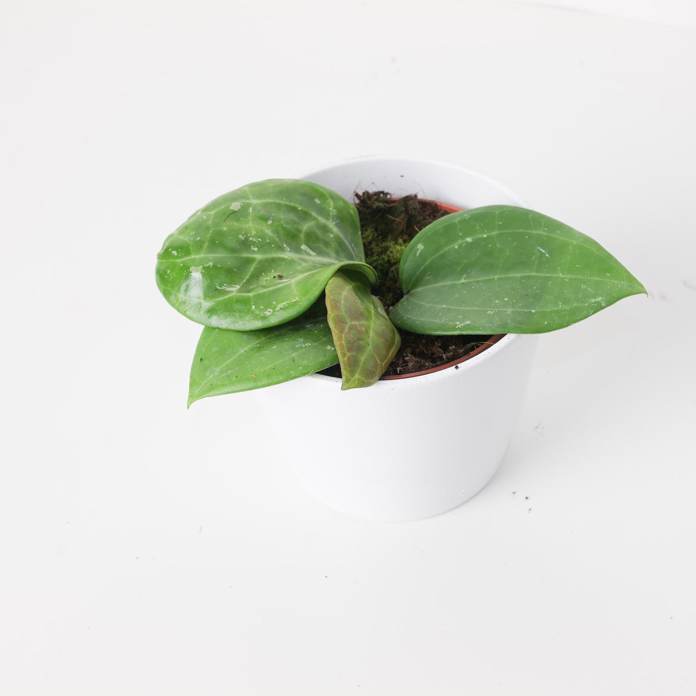 Hoya macrophylla splash ex. Borneo - House of Kojo