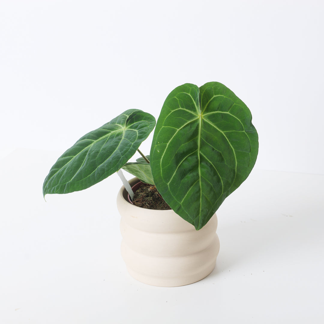 Anthurium magnificum