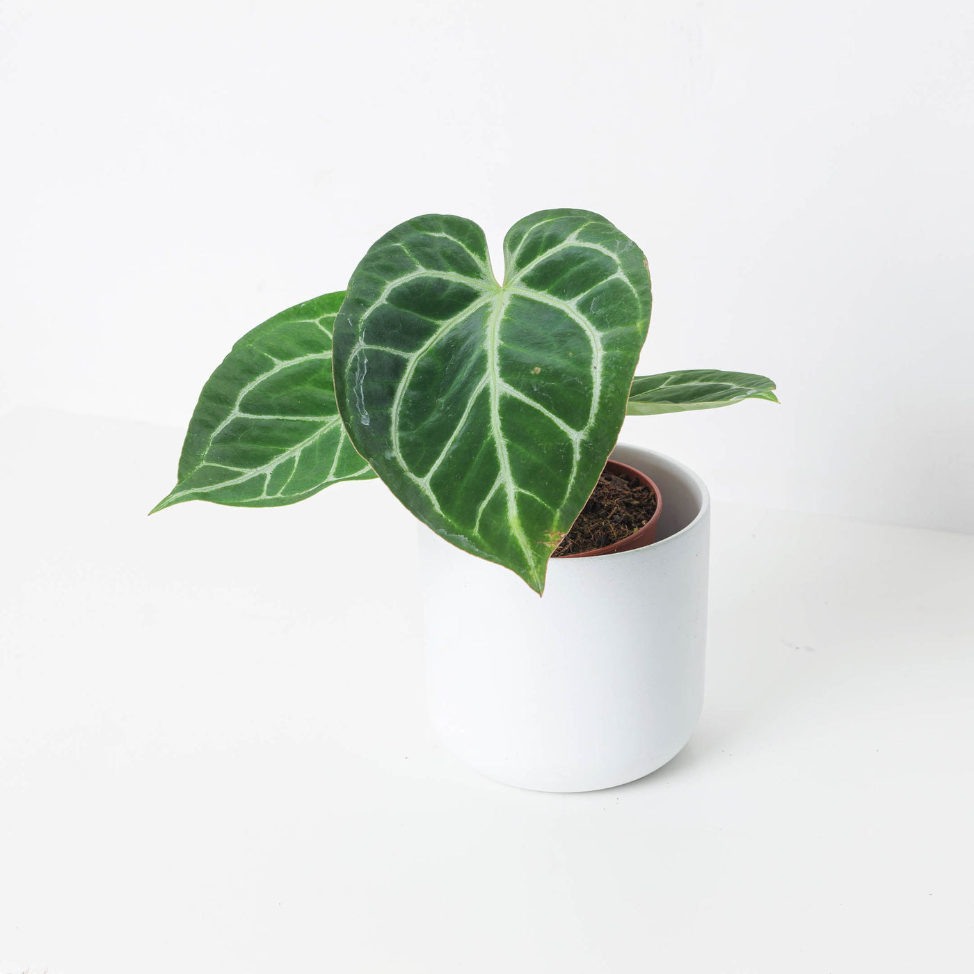 anthurium magnificum buy Anthurium magnificum