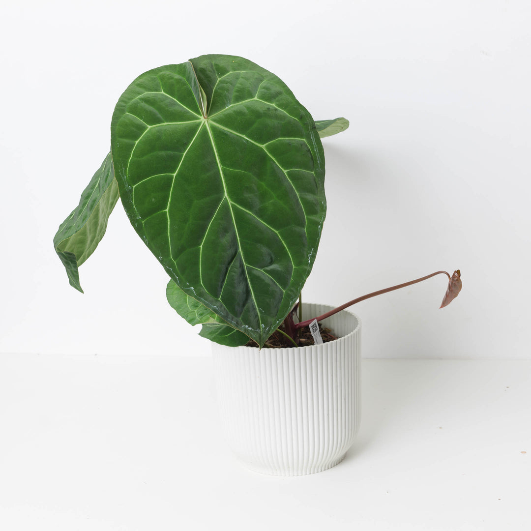 house plant that looks like a corn stalk Pele Dracaena – Plant Detectives