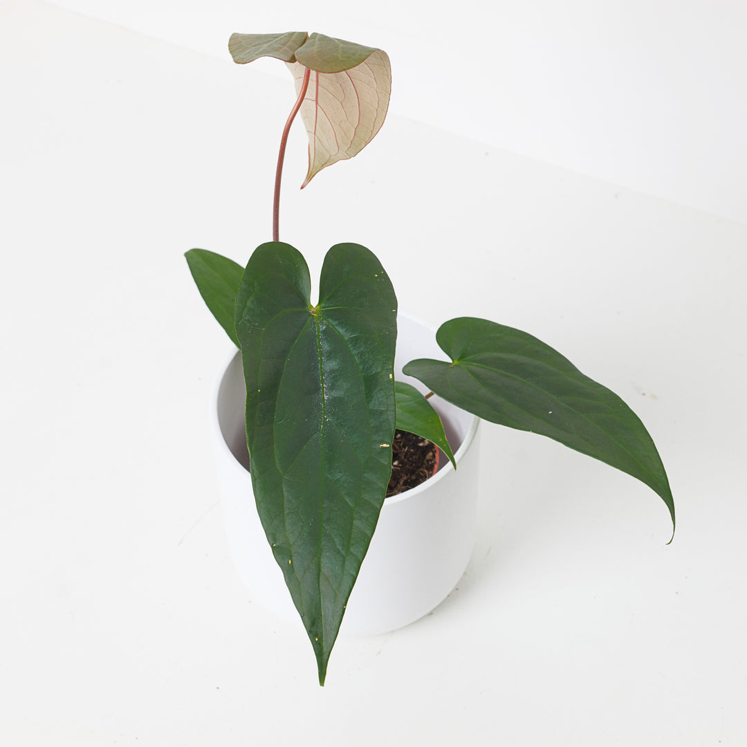 Anthurium nigrolaminum 'Gigi' アンスリウム Anthurium magnificum x nigrolaminum 'Gigi' | Indoor Plants and