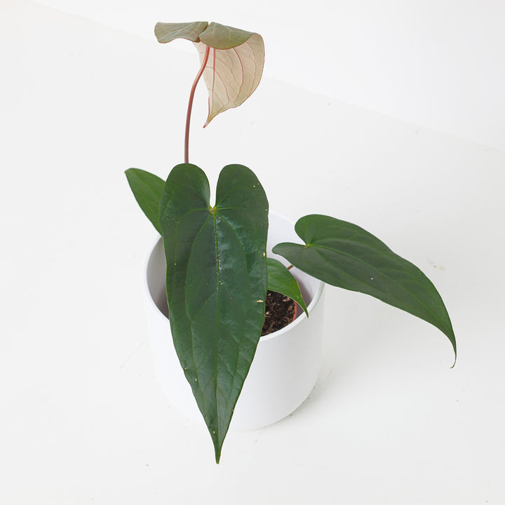 anthurium nigrolaminum gigi care Anthurium magnificum x nigrolaminum 'Gigi'
