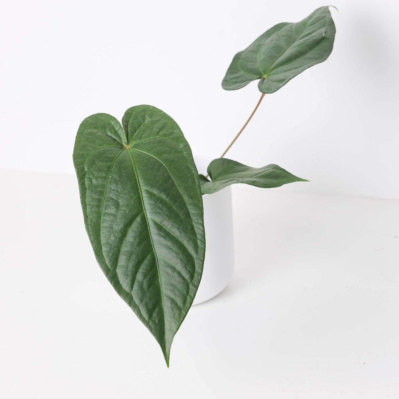 anthurium gigi Anthurium magnificum x nigrolaminum 'Gigi'