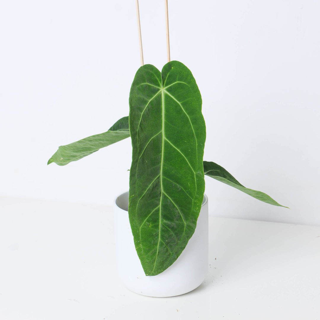anthurium magnificum x warocqueanum Anthurium warocqueanum x magnificum