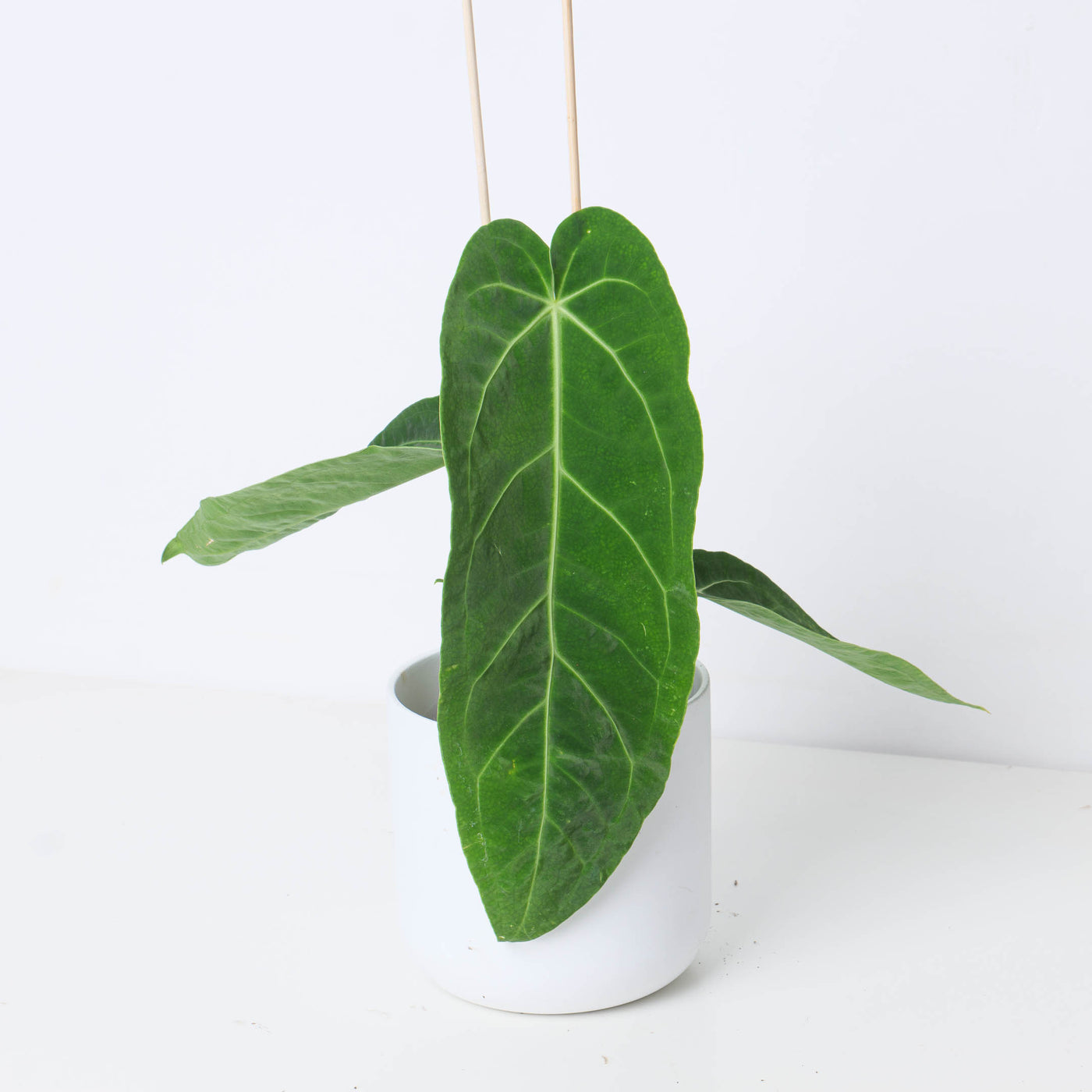 anthurium marcos Anthurium warocqueanum x magnificum