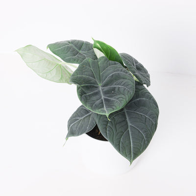Alocasia 'Maharani' - House of Kojo