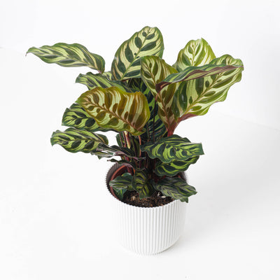 Calathea Makoyana | Peacock Plant - House of Kojo