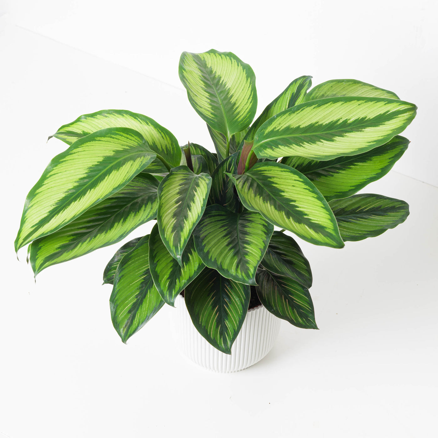 Calathea ornata 'Beauty Star' - House of Kojo