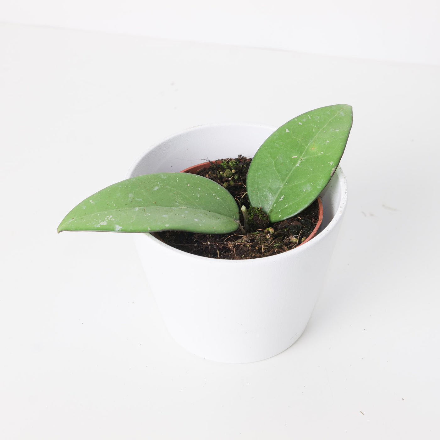 Hoya sp. Malang - House of Kojo