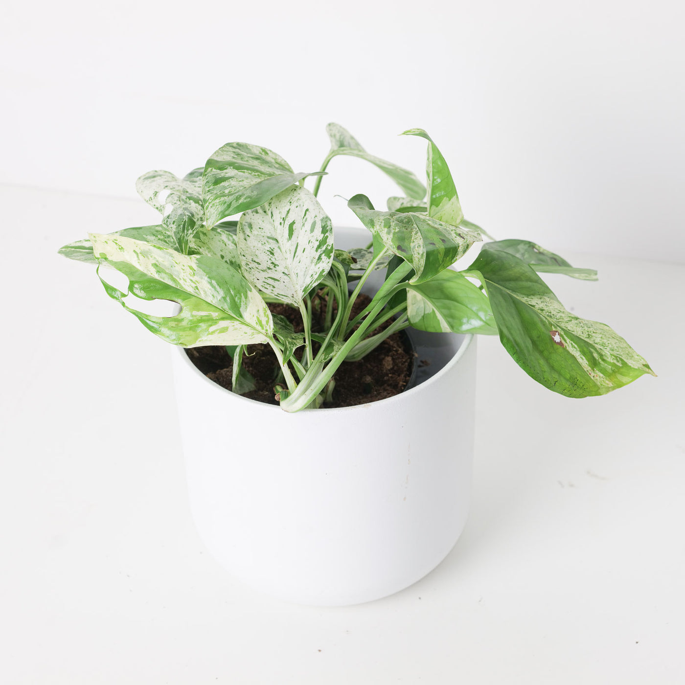 Epipremnum pinnatum 'Marble' - House of Kojo