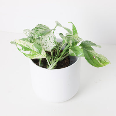 Epipremnum pinnatum 'Marble' - House of Kojo