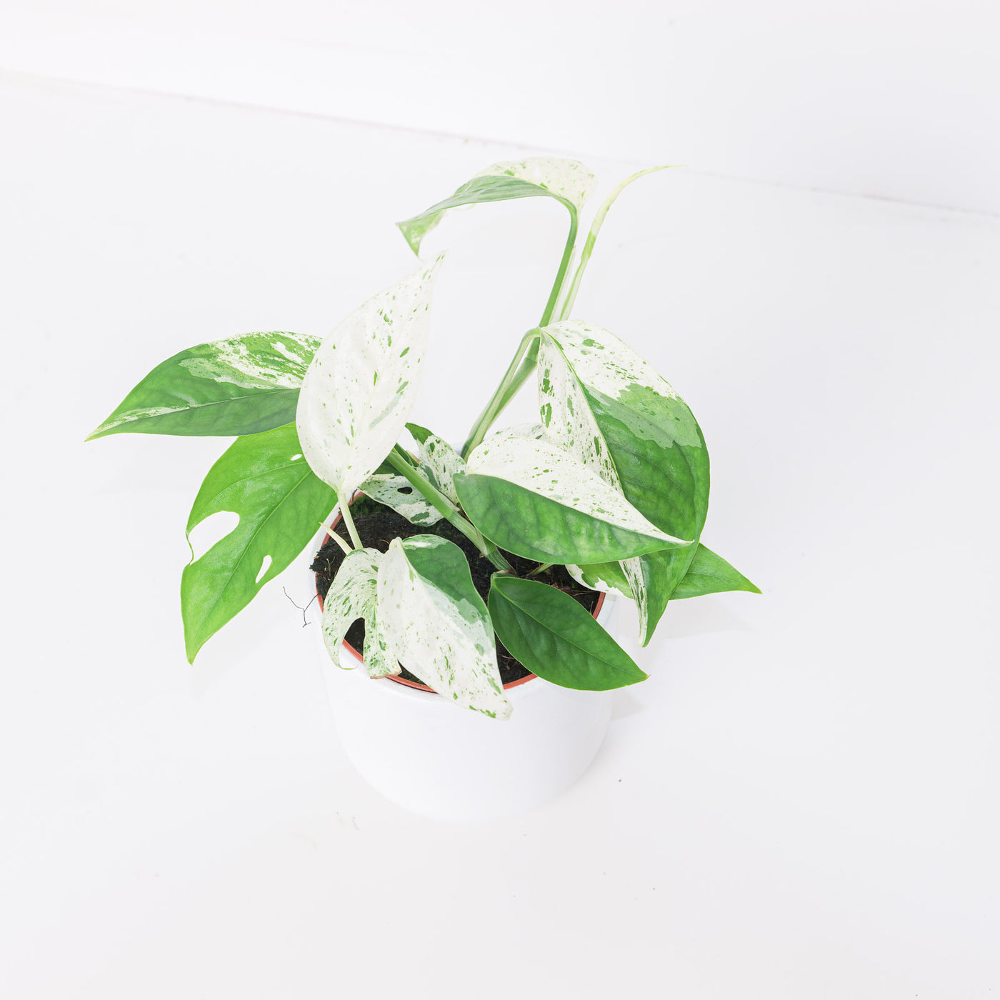 Epipremnum pinnatum 'Marble' - House of Kojo