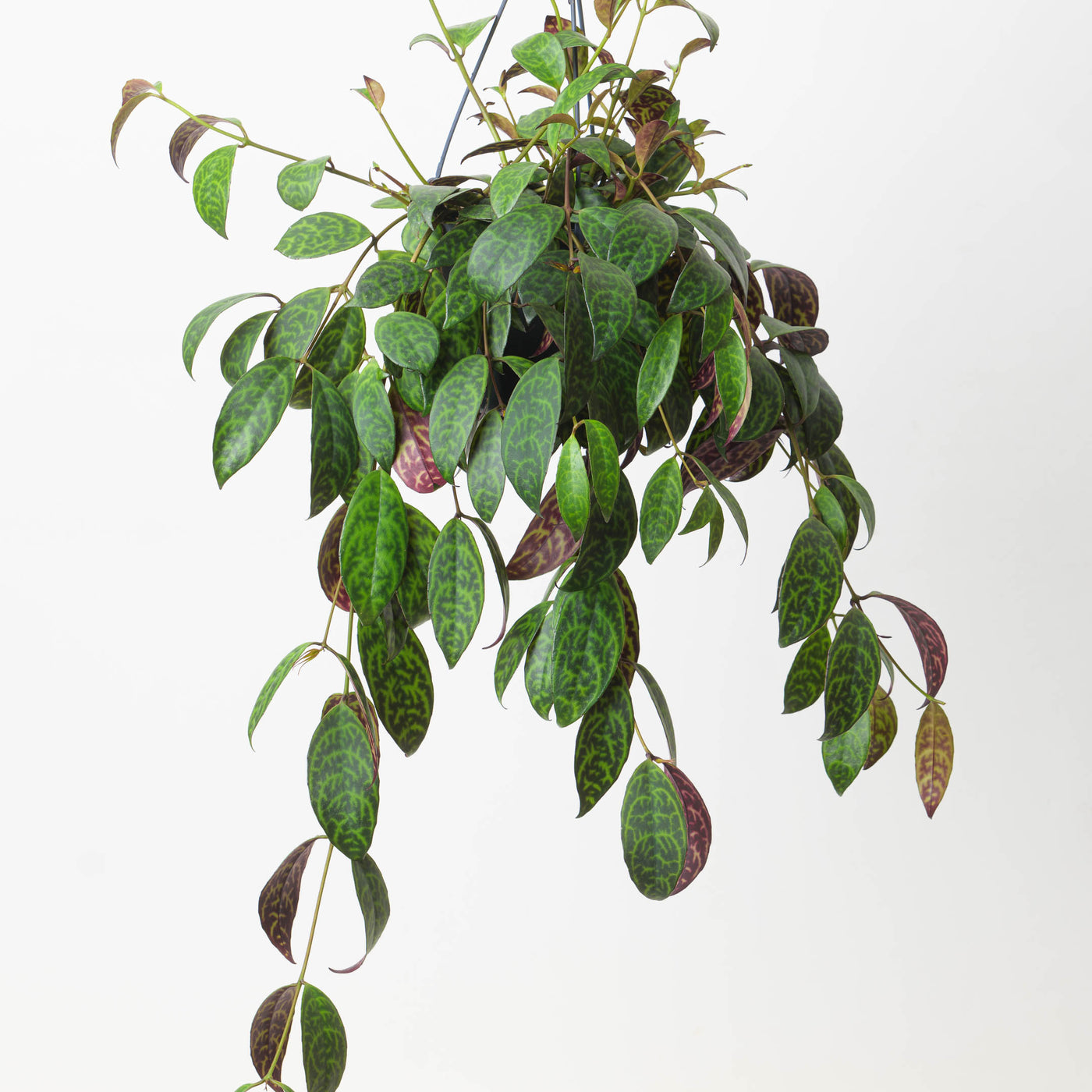 Zebra Basket Vine | Aeschynanthus marmoratus | House Plant - House of Kojo