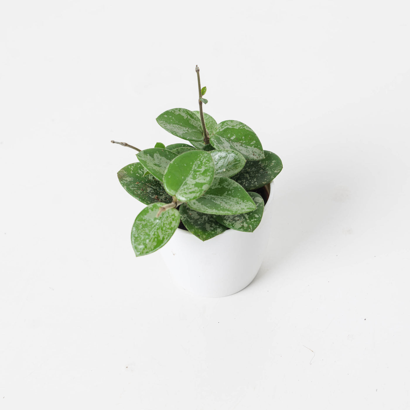 Spotted Mathilde Hoya Hoya Mathilde Splash | Indoor Plants and Accessories – House of Kojo