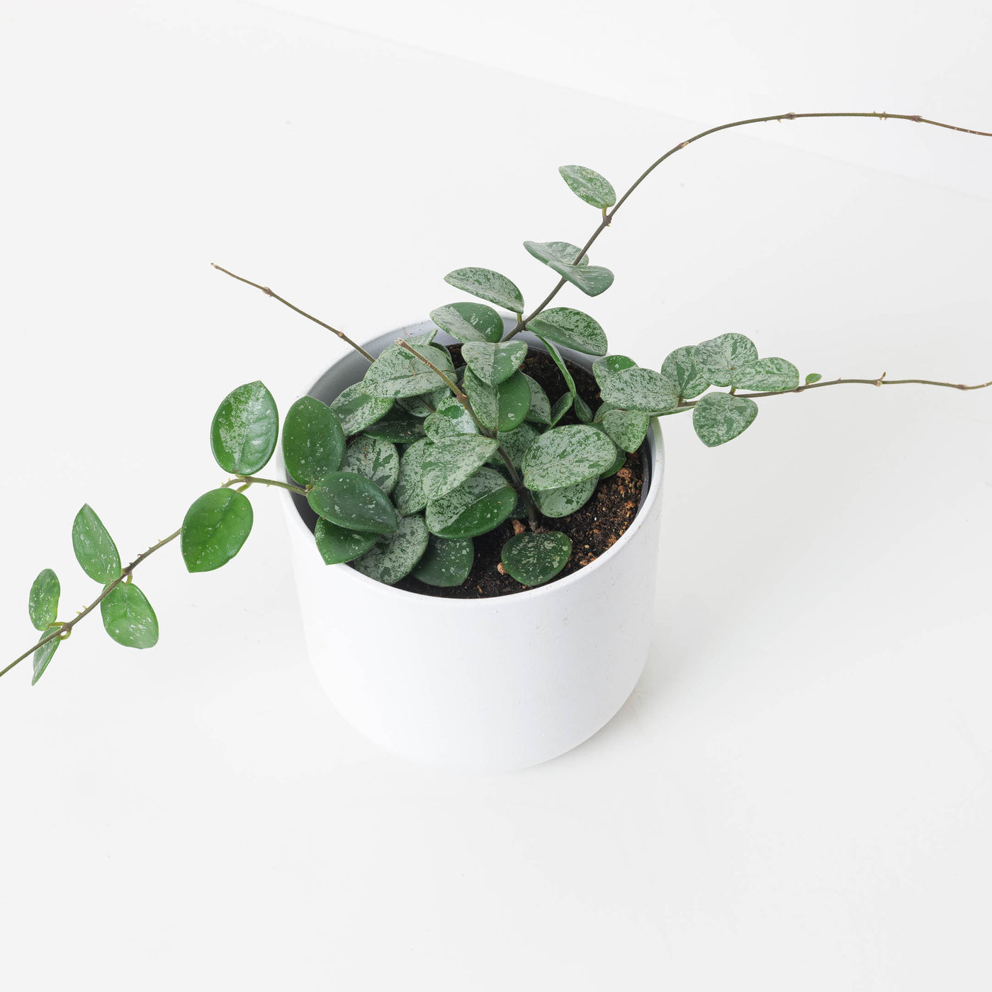 Spotted Mathilde Hoya Hoya Mathilde Splash | Indoor Plants and Accessories – House of Kojo