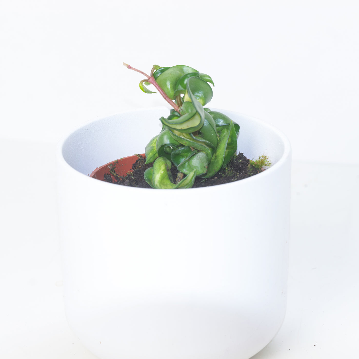 Hoya Carnosa compacta 'Mauna Loa' - House of Kojo