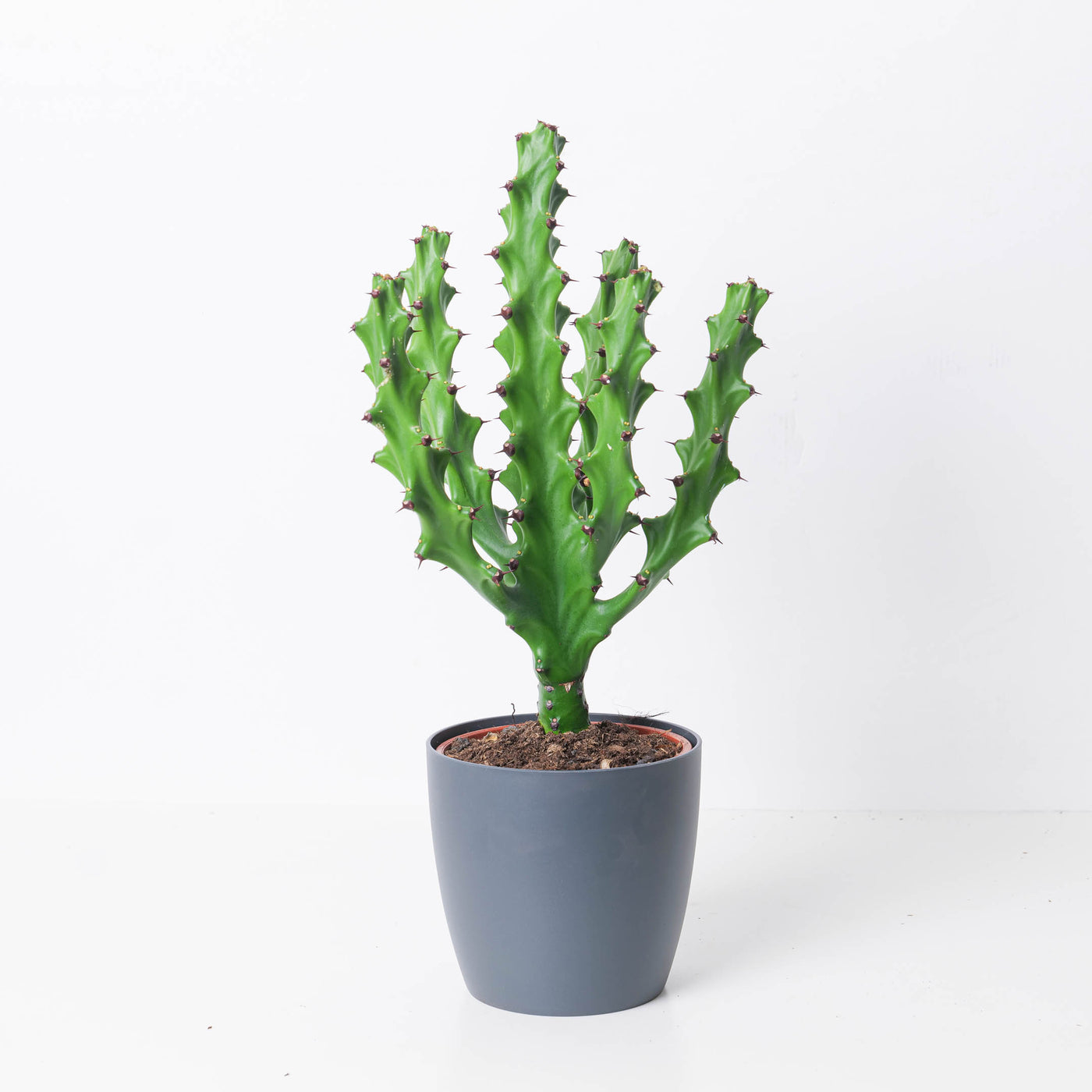 Euphorbia 'maurentania' - House of Kojo