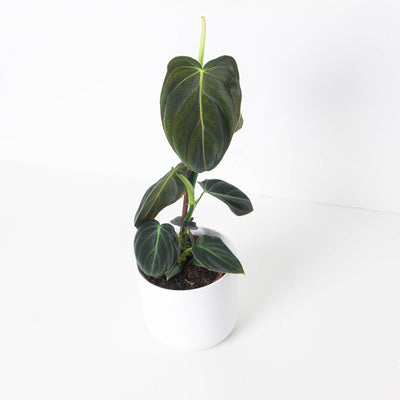 Philodendron Melanochrysum - House of Kojo