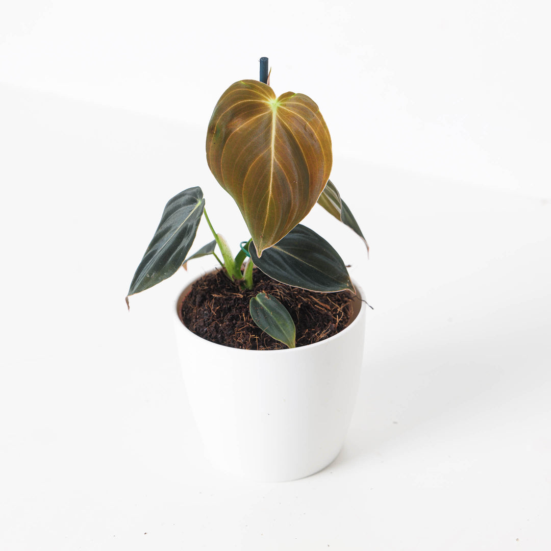 Philodendron Melanochrysum