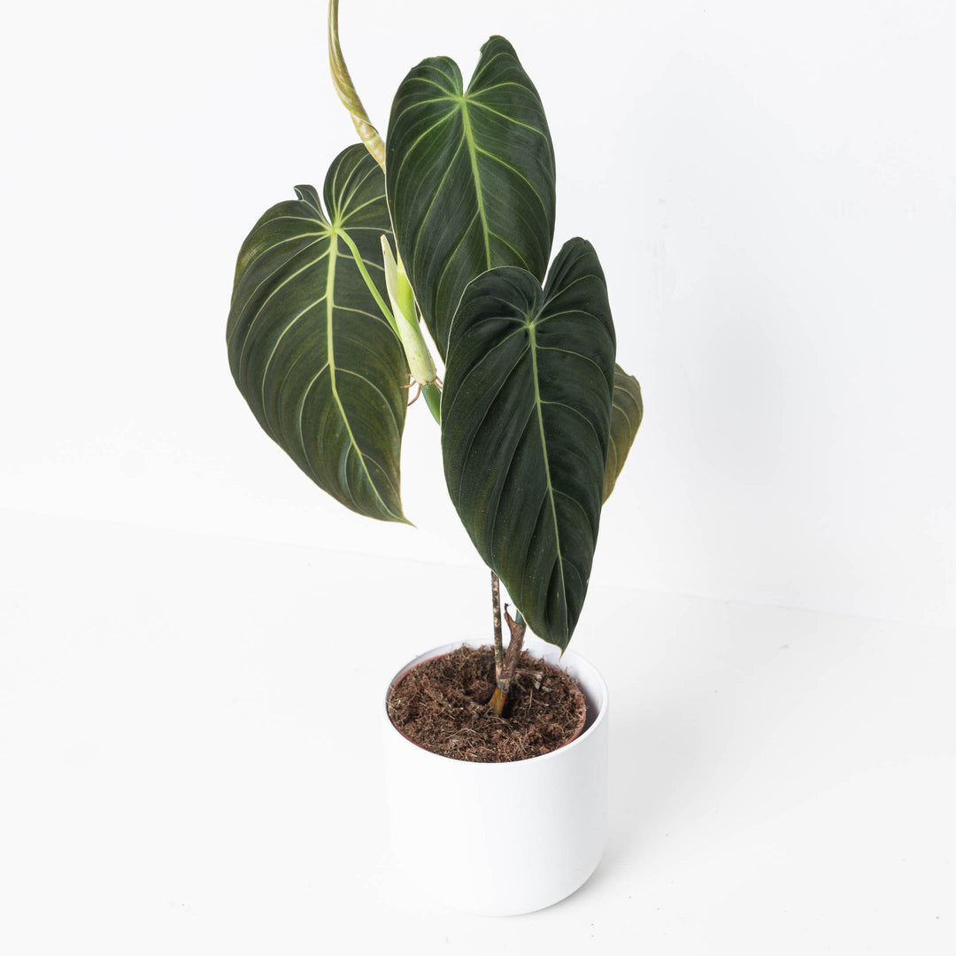 Philodendron Melanochrysum | Indoor Plants and Accessories  House of Kojo