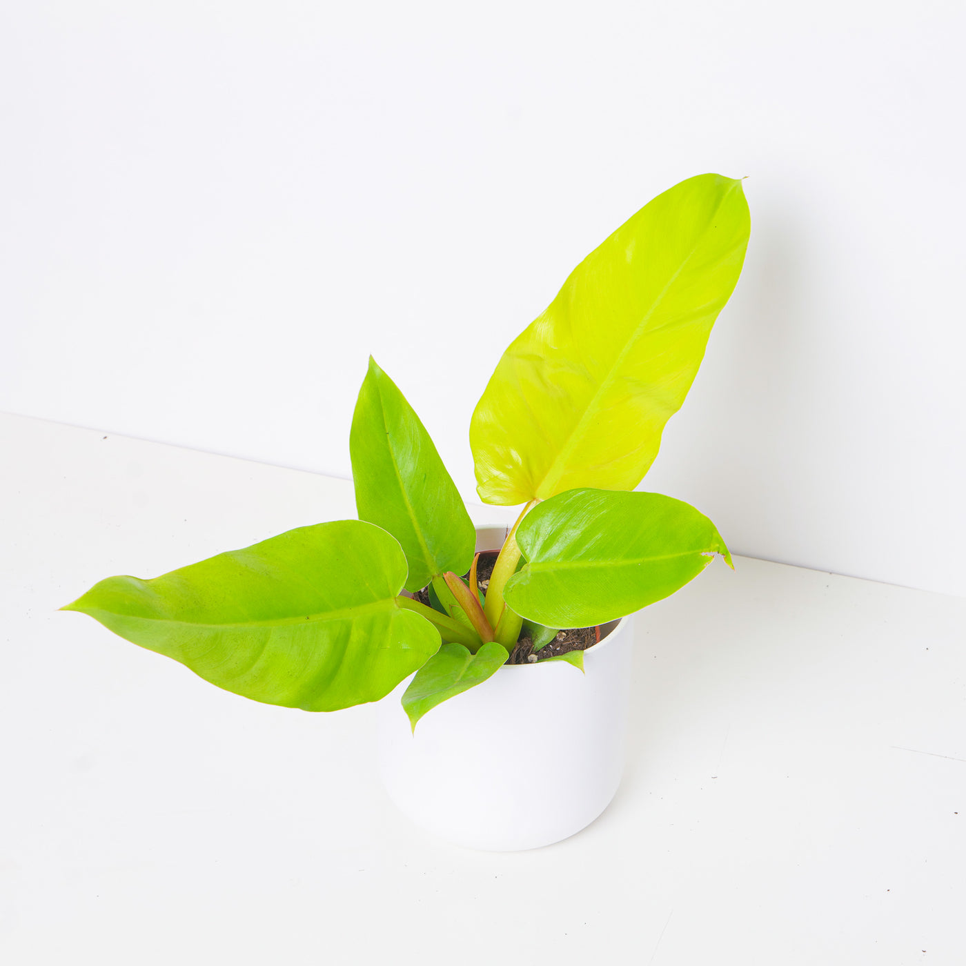 Philodendron melinonii Gold - House of Kojo