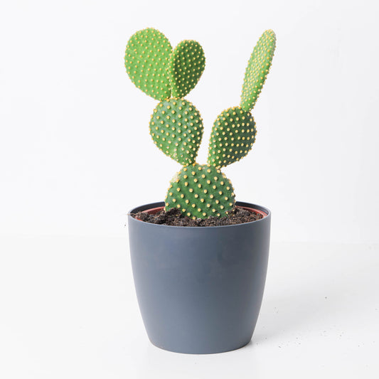 Opuntia microdasys - House of Kojo