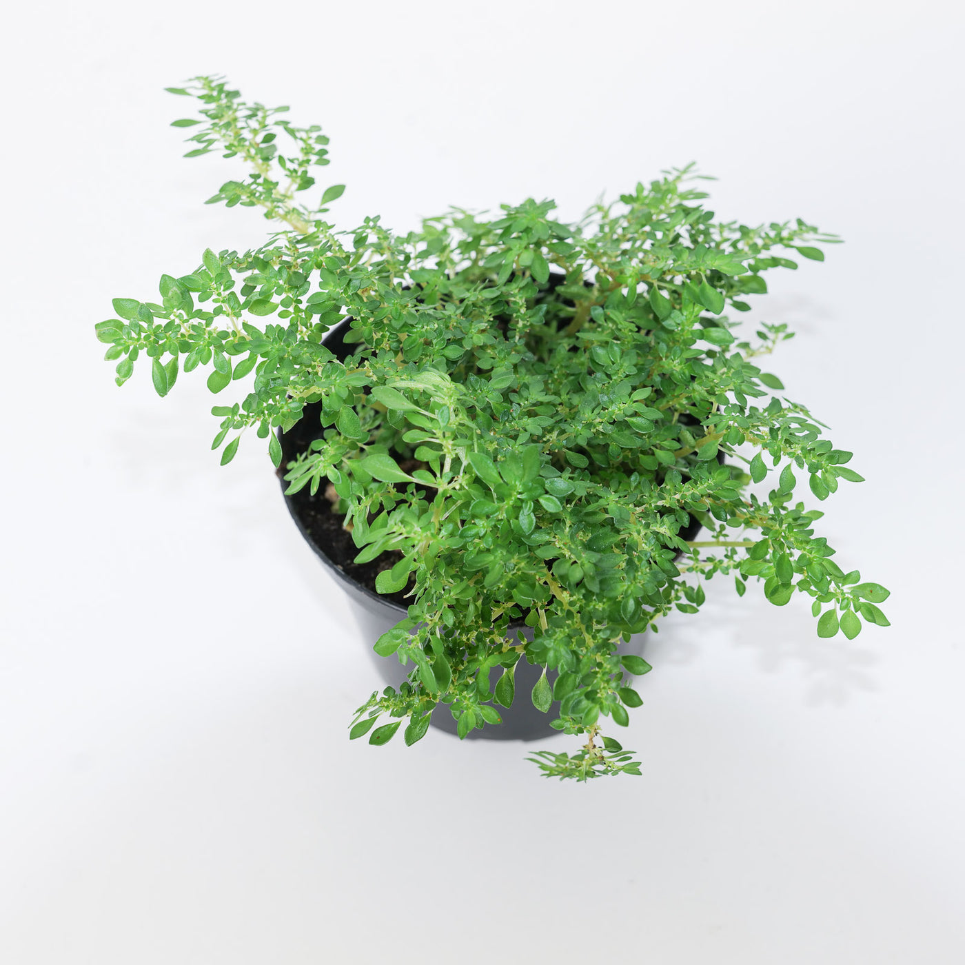 Pilea microphylla - House of Kojo