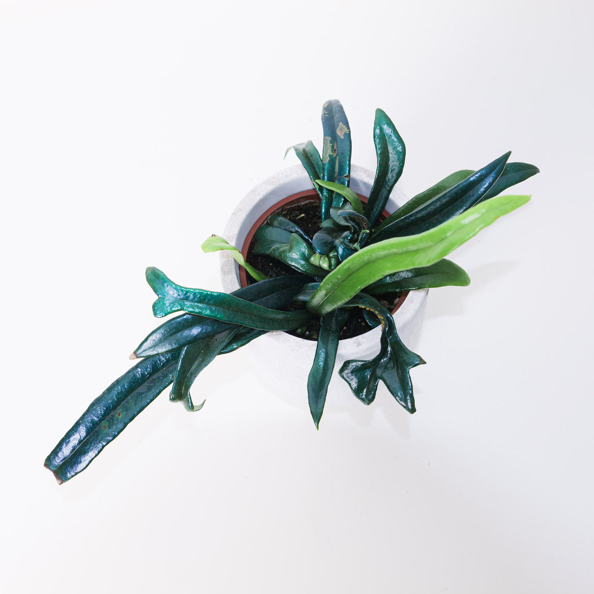 Microsorum thailandicum | Blue Oil Fern - House of Kojo