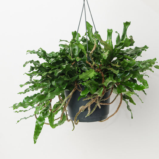 Microgramma nitida - House of Kojo