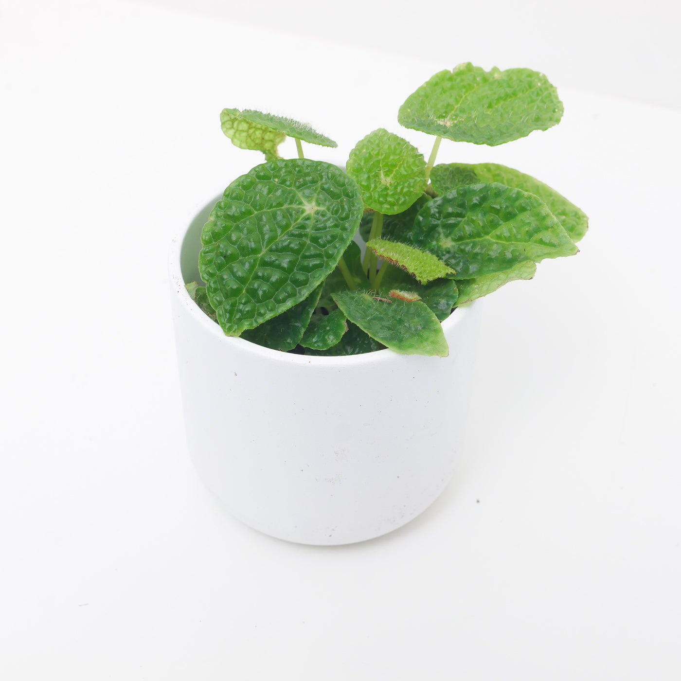 Begonia microsperma | Begonia ficicola - House of Kojo