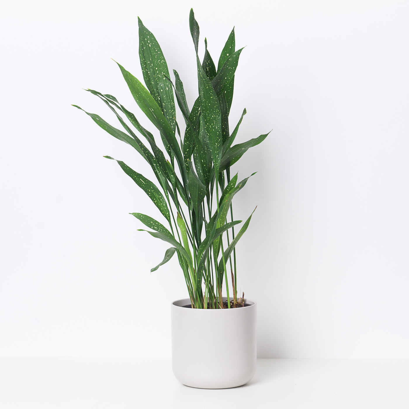 Aspidistra 'Milky Way' | Variegated Cast Iron Plant - House of Kojo