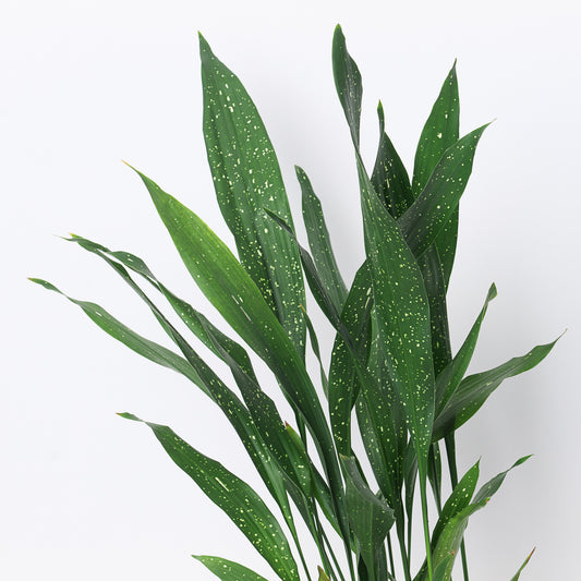 Aspidistra 'Milky Way' | Variegated Cast Iron Plant - House of Kojo