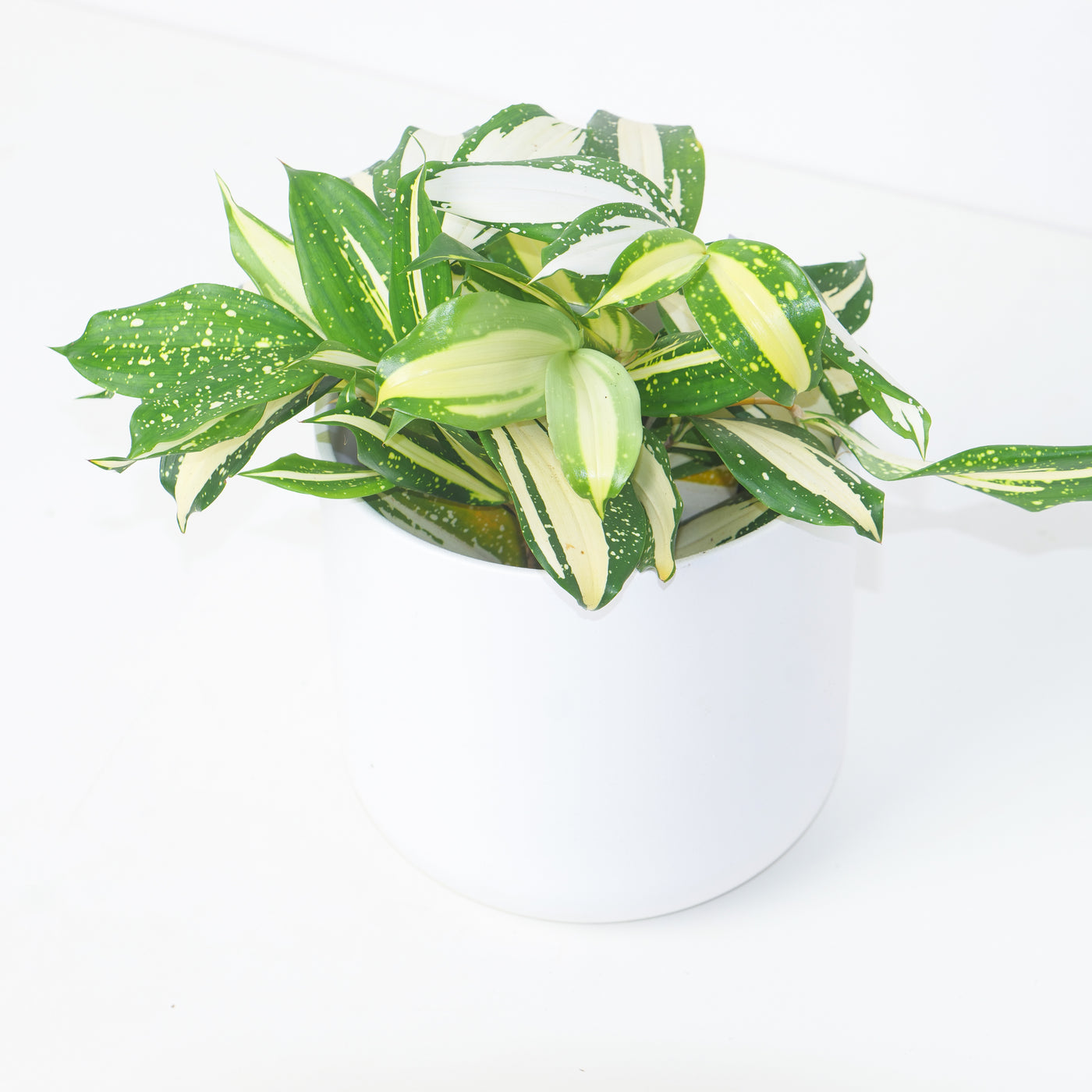 dracaena surculosa milky way Dracaena Surculosa 'Milky Way'