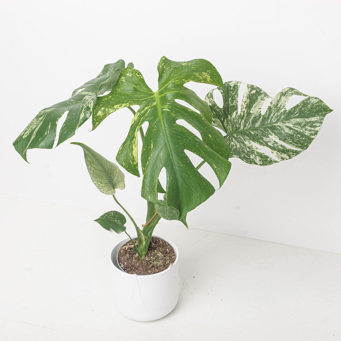 Monstera deliciosa 'Mint' Variegated - House of Kojo