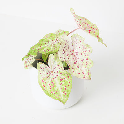 Caladium Miss Muffett - House of Kojo