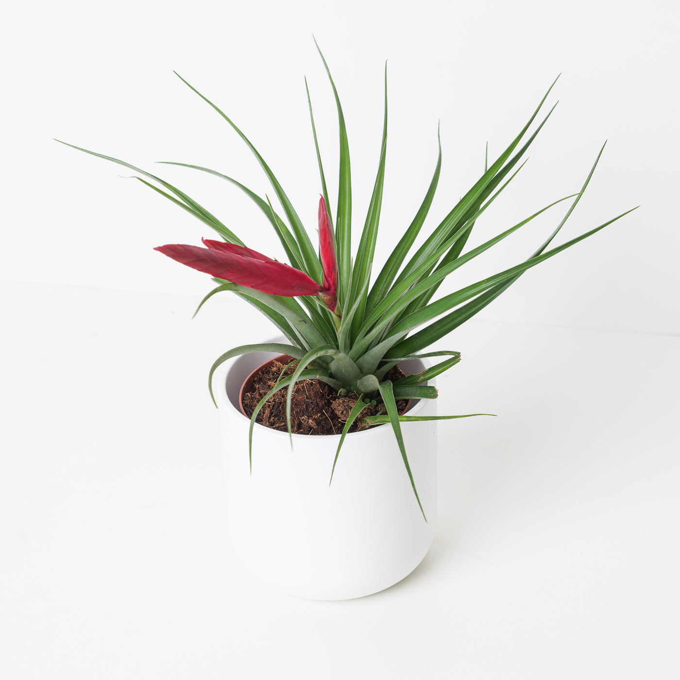 Tillandsia mizuki |  Air Plant - House of Kojo