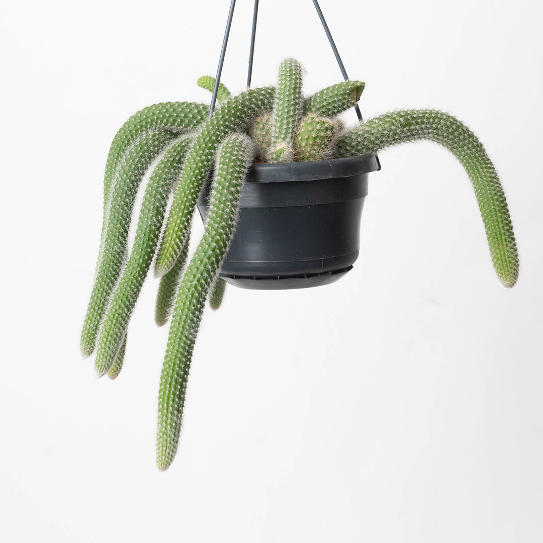 monkey tail succulent for sale Monkey Tail Cactus | Cleistocactus colademononis