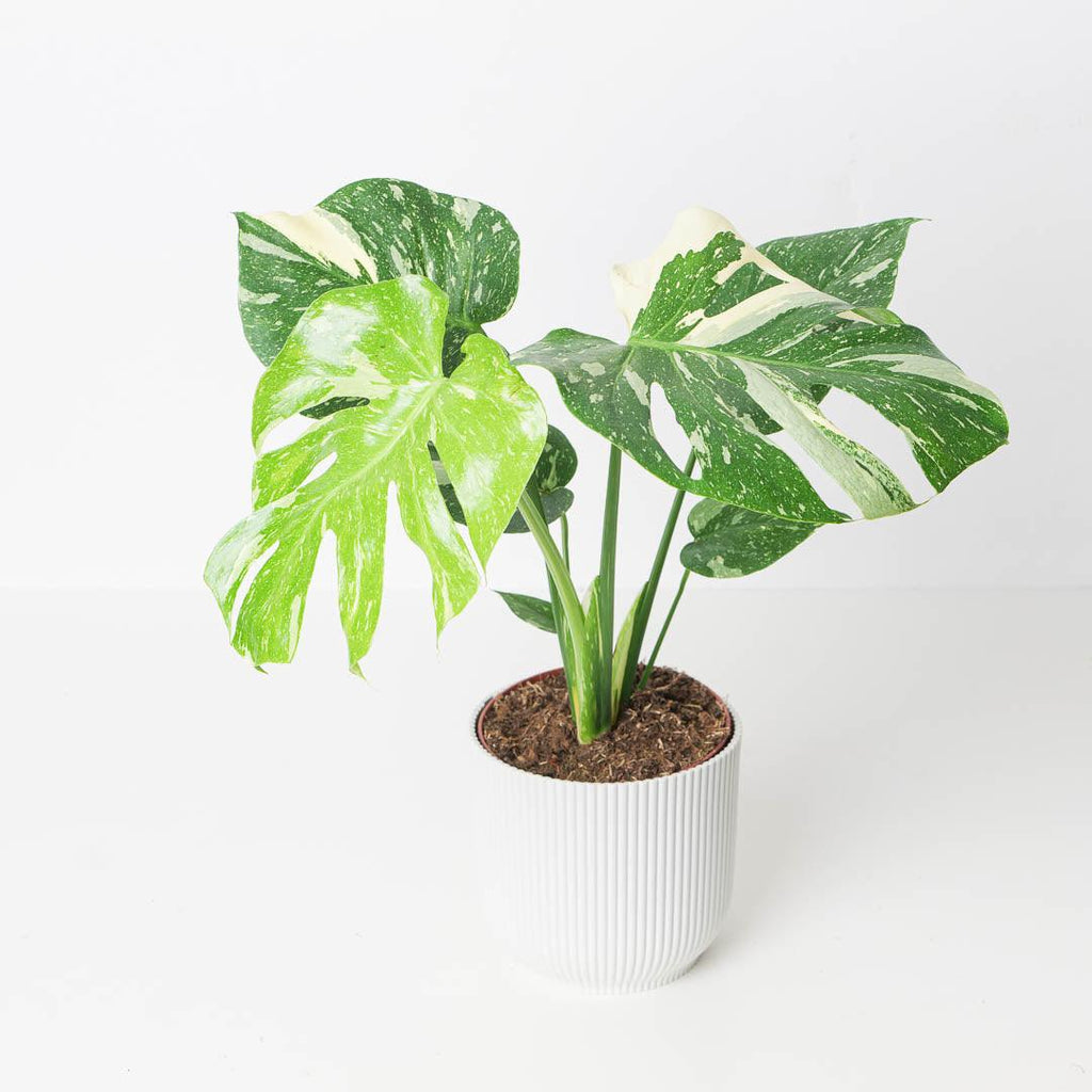 Y330「S」Monstera deliciosa 'Thai Constellation'【9/16輸入・台湾・モンステラ・デリシオーサ・タイコンステレーション・斑入り】