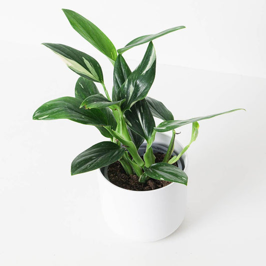 Monstera Standleyana - House of Kojo