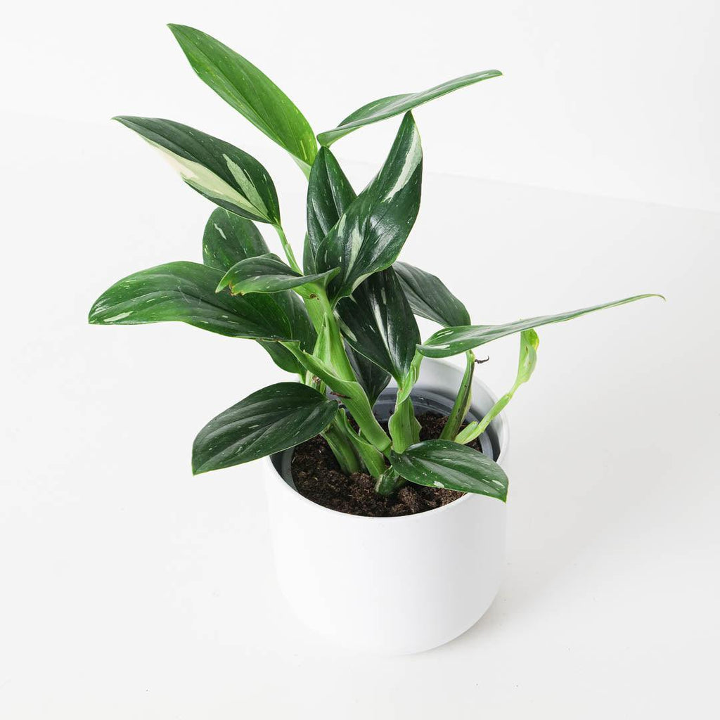 Monstera Standleyana | Indoor Plants and Accessories  House of Kojo