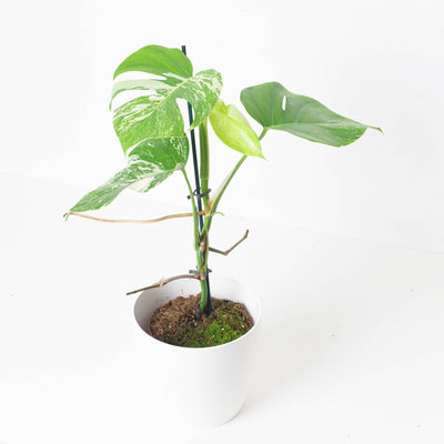 Monstera Deliciosa Albo Variegated - House of Kojo