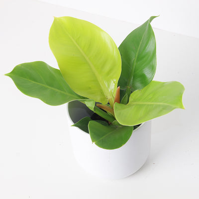Philodendron Moonlight - House of Kojo