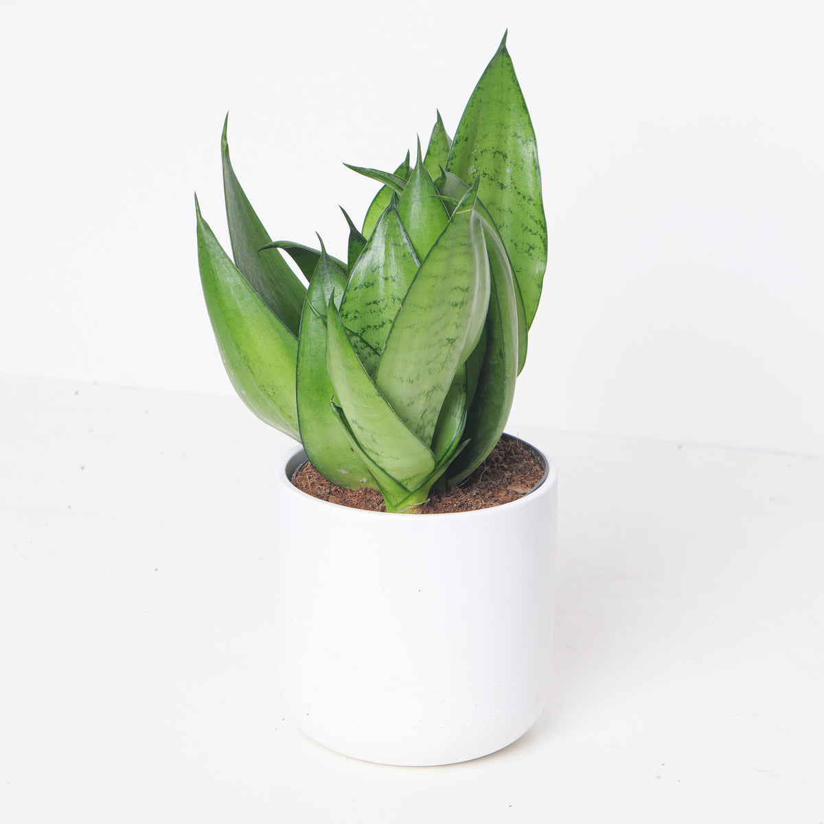 Sansevieria Trifasciata Moonshine | Snake Plant - House of Kojo