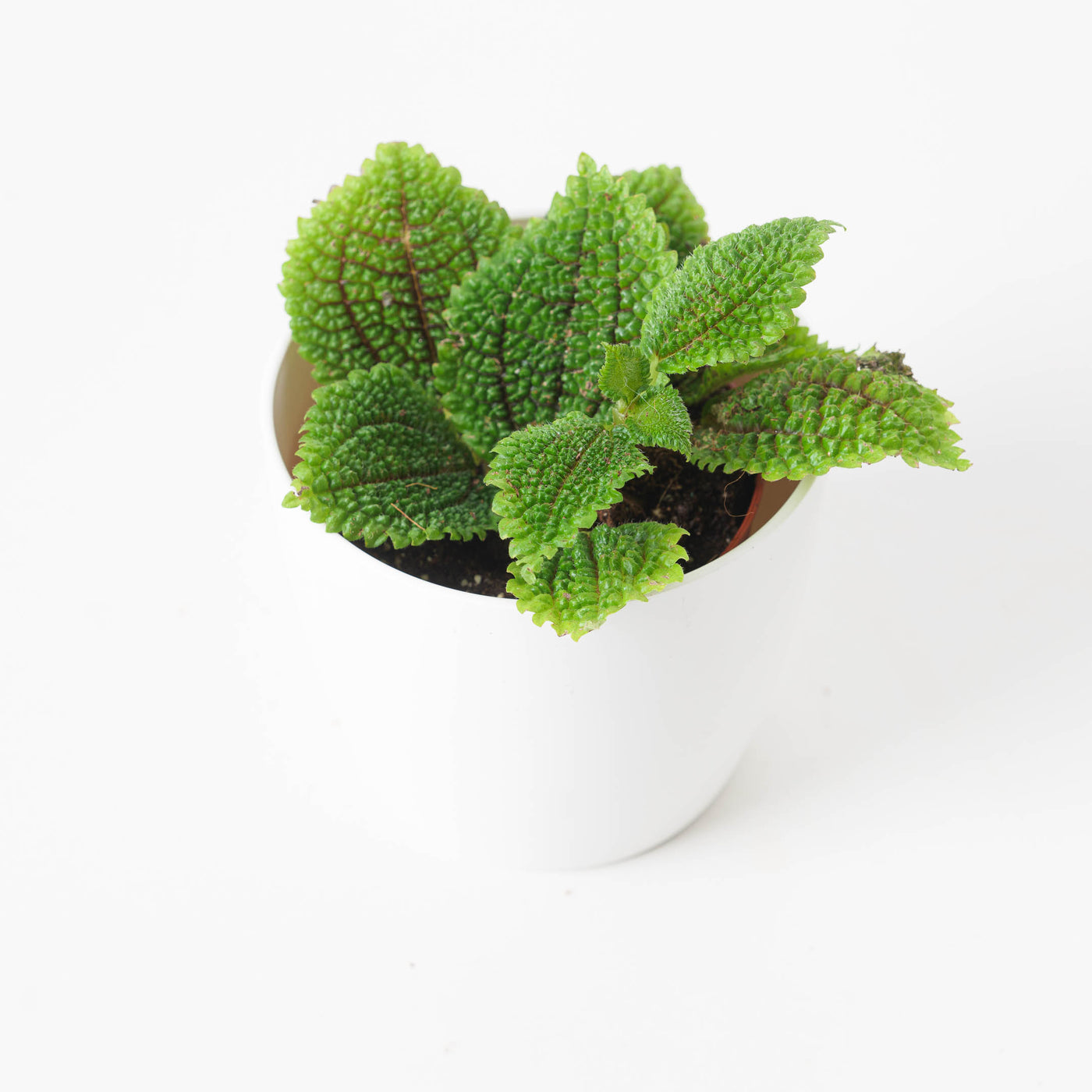 Pilea Moon Valley - House of Kojo