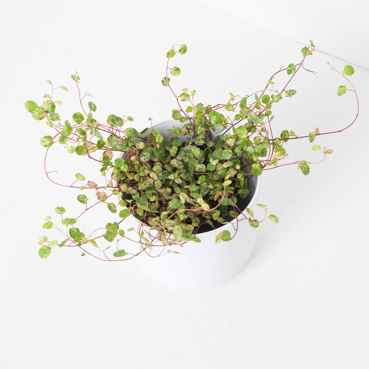 Muehlenbeckia Axillaris Variegated - House of Kojo